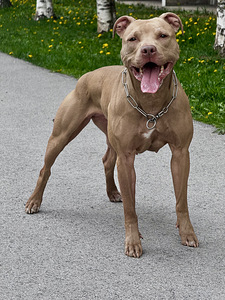 Ameerika pitbulli kutsikad (5 foto / 5)