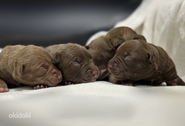 American Pit Bull Terrier -pennut kennelistä