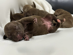 American Pit Bull Terrier -pennut kennelistä (2 valokuva sivusta 4)