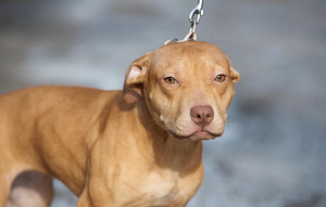 American PitBull -pennut kennelistä (2 valokuva sivusta 3)