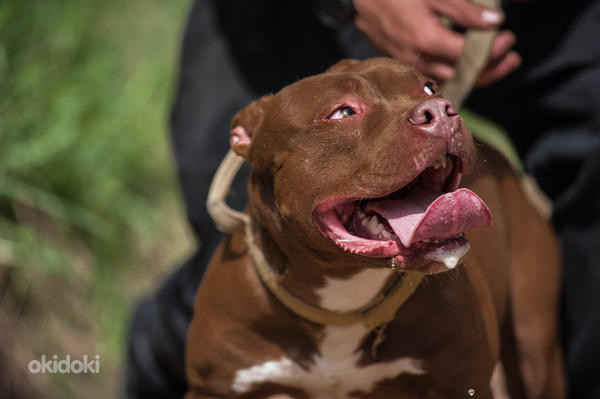 American PitBull -pennut kennelistä