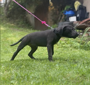 American PitBull -pennut kennelistä (1 valokuva sivusta 5)