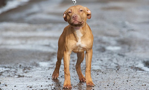 Pitbulio šuniukai (3 nuotrauka iš 3)