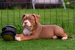 Ameerika bully (1 foto / 10)