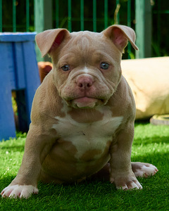 Ameerika bully (3 foto / 10)