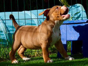 Ameerika bully (5 foto / 10)