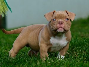 Ameerika bully (7 foto / 10)