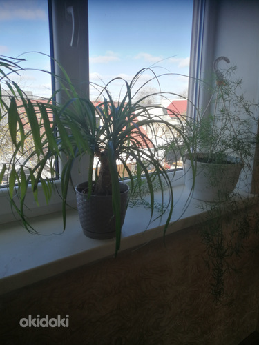 Комнатные растения (фото #9)
