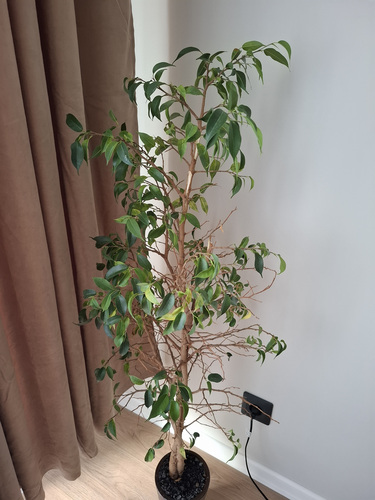 Ficus Benjamina