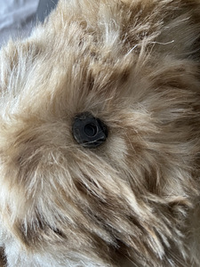Furry (7 foto / 7)