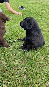 Labradori retriiver (4 foto / 10)