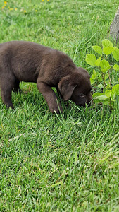 Labradori retriiver (5 foto / 10)