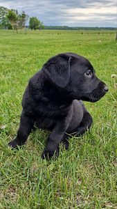 Labradori retriiver (8 foto / 10)