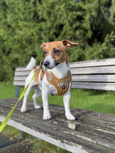 Jack Russell Terrier isane (1,5 a) otsib pruuti (2 foto / 8)