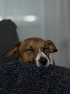 Jack Russell Terrier isane (1,5 a) otsib pruuti (4 foto / 8)