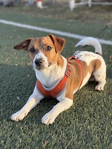 Jack Russell Terrier isane (1,5 a) otsib pruuti (8 foto / 8)
