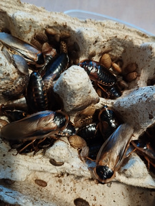 Dubia prussakad erinevas suuruses (6 foto / 6)