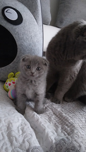 Скоттиш фолд мальчик (1 фото из 4)