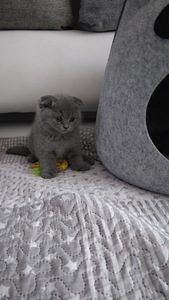 Scottish fold ja sirged kassipojad (7 foto / 9)