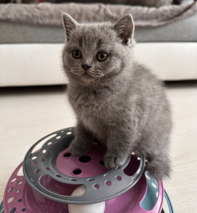 Скоттиш страйт