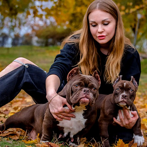 American Bully (4 foto / 4)