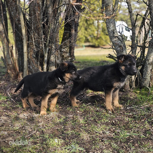 Pārdodu vācu aitu šķirnes kucēnus