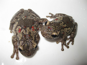 Kokvarde (4 foto no 5)