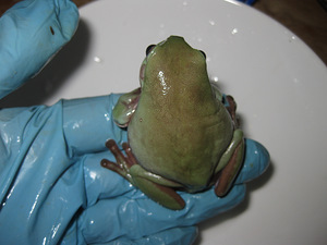 Litorija (6 foto no 8)