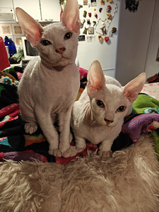 Sfinx valkoinen poika pentu (1 valokuva sivusta 4)