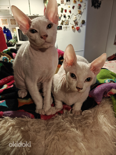 Sfinx valkoinen poika pentu