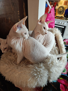 Sfinx valkoinen poika pentu (2 valokuva sivusta 4)