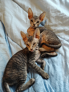 Sfinx tyttö pentuja (6 valokuva sivusta 9)