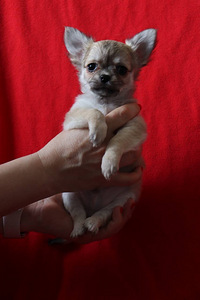 Сhihuahua kutsikad (щенки чихуахуа) (6 foto / 8)