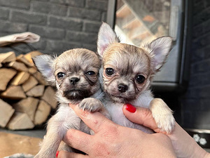 Сhihuahua kutsikad (щенки чихуахуа) (4 foto / 8)