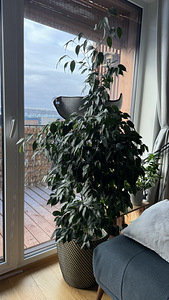 Looduslik taim Ficus suur lisapotiga (1 foto / 4)