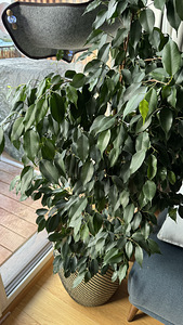 Looduslik taim Ficus suur lisapotiga (2 foto / 4)