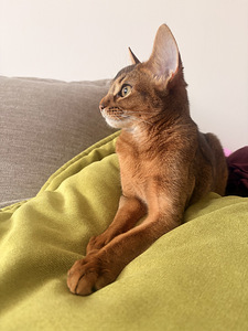 Abessiinia kassipoeg (5 foto / 5)