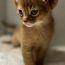 Абиссинский котенок (фото #3)