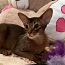 Абиссинский котенок (фото #5)