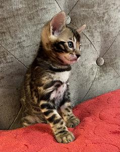 Bengal