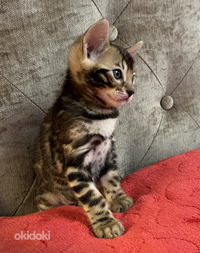 Bengal