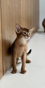 Abessiinia kassipojad (6 foto / 8)