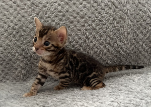 Bengal kassipojad Tallinn (5 foto / 8)