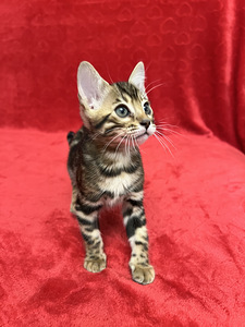 Bengal kassipojad (6 foto / 10)