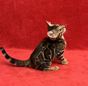 Bengal kassipojad (7 foto / 10)
