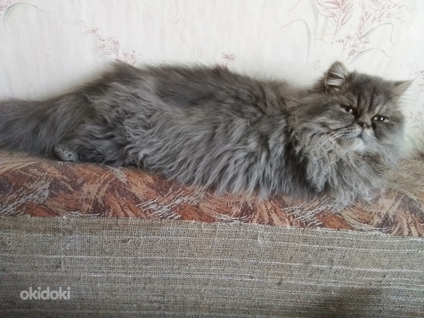 Персидский котик (фото #1)