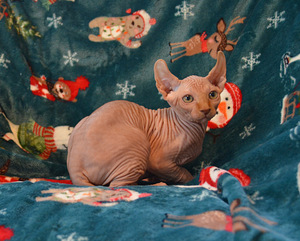 Sfinks (4 foto no 5)