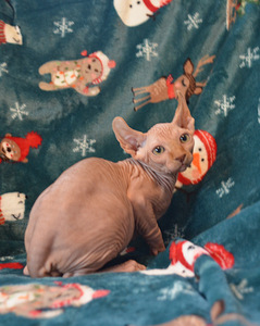 Sfinks (5 foto no 5)