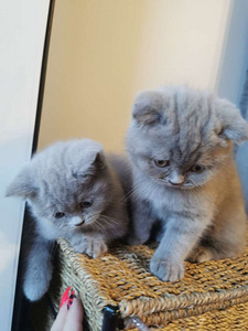 Шотландский котенок (3 фото из 8)
