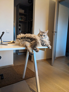 TROTTEN kirjutuslaud, 120x70 cm, valge, IKEA (2 foto / 3)